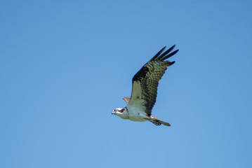Hunting Osprey