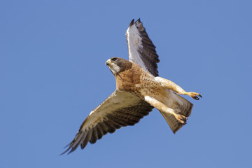 Sawinson's Hawk In Flight In Clear Blue SKy