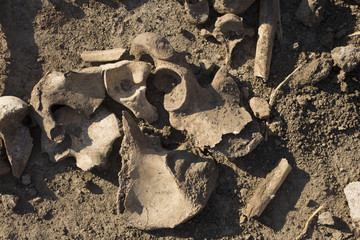 The legacy of the Ottoman Empire. Exhumation of executed people. Burial near the death tower in the Bender fortress. Bones of people executed by the Turks.