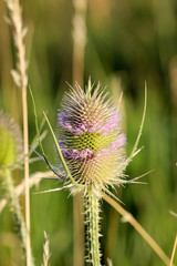 Wilde Karde, Dipsacus fullonum, Distel 