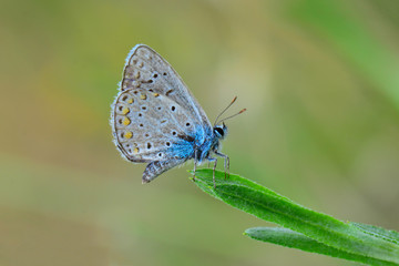Lycaenidae / Çokgözlü Mavi / / Polyommatus icarus