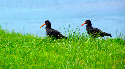 Seagulls and terns flying near the sea and looking for food.