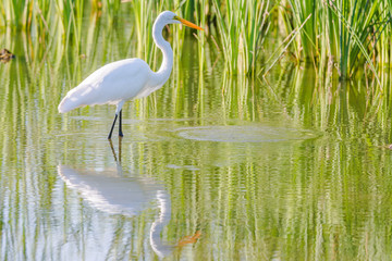 Great Egret at clear pond