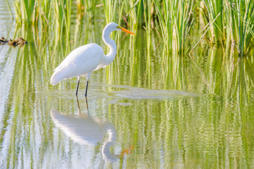 Great Egret at clear pond