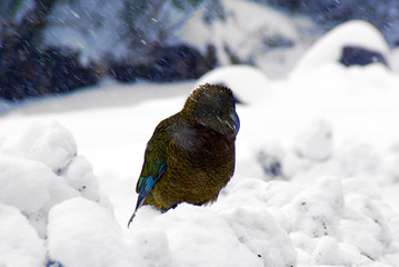 Kea, Nestor notabilis, typical New Zealand bird, waiting for a snowfall to pass.