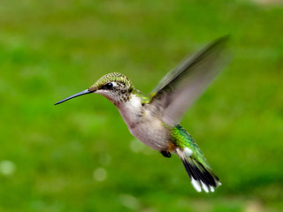 hummingbird
