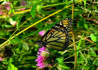 monarch butterfly