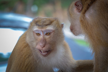 Naklejka premium Two cute monkeys communicate with each other in the forest.
