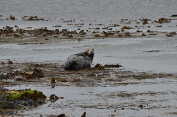 Foca che guarda fissa su scogli