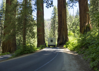 Sequoia National Park Road. California, United States.