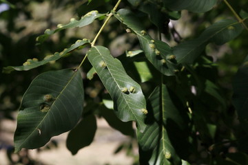 Nussbaum, Walnuss Baum mit von Galle, Gallmilbe befallenen Blättern