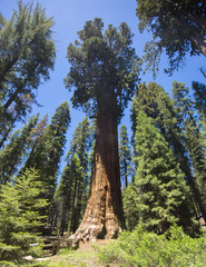 General Sherman Tree in Sequoia National Park, California USA 