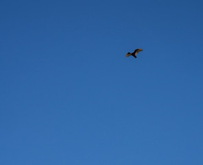 flying bald eagle against blue sky