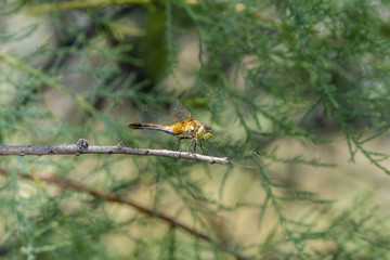 Striped Meadowhawk (Sympetrum pallipes) on a Thin Branch with Wings Forward in a Meadow in Colorado