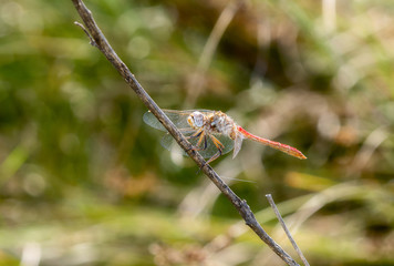 Striped Meadowhawk (Sympetrum pallipes) on a Thin Branch with Wings Forward in a Meadow in Colorado