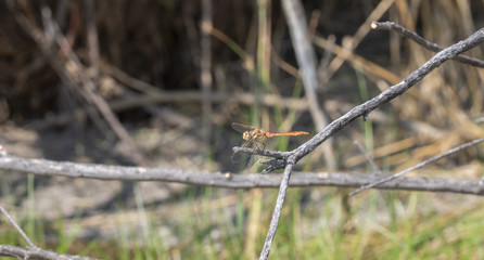 Striped Meadowhawk (Sympetrum pallipes) on a Thin Branch with Wings Forward in a Meadow in Colorado