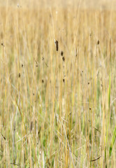 Dried Grasses, Reeds, and Rushes in a Marshy Meadow in Colorado