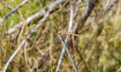 Striped Meadowhawk (Sympetrum pallipes) on a Thin Branch with Wings Forward in a Meadow in Colorado