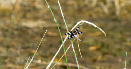 Twelve-spotted Skimmer (Libellula pulchella) Perched on a Reed in a Meadow in Colorado
