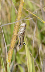 Macro of Two-striped Grasshopper (Melanoplus bivittatus) On Stalk of Grass