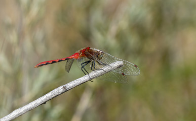 White-faced Meadowhawk (Sympetrum obtrusum) Perched on a Twig in Morning Sun in Colorado
