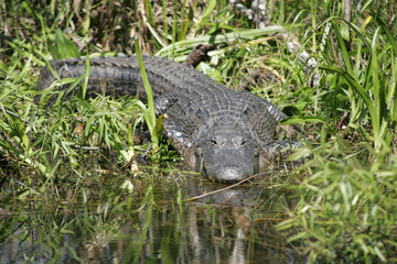 Alligator