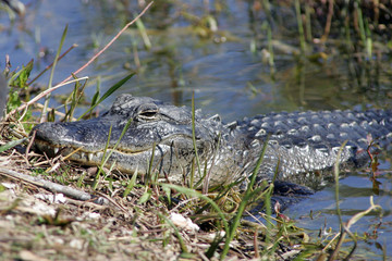 Alligator