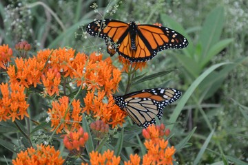 Summer Butterflies