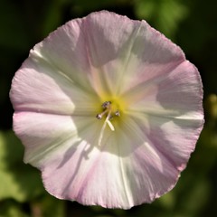 Beautiful round flower blossom close up blurred background