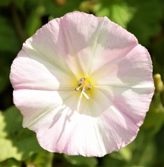 Beautiful round flower blossom close up blurred background