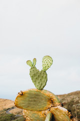 Makapu'u Cactus