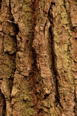 Tree bark texture