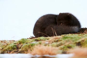 Beautiful blue arctic for in Iceland.