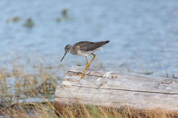 Greater yellowlegs bird