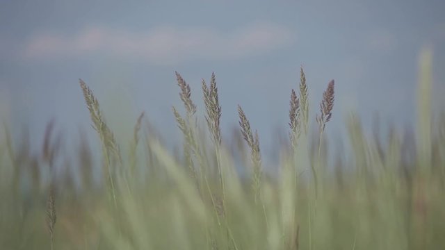 Green and Yellow ears of grass swaying in the wind in the sunny field ner the sea