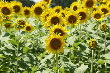 Obraz premium ひまわり畑