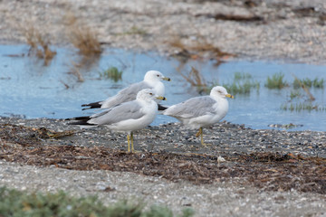 ring billed gull