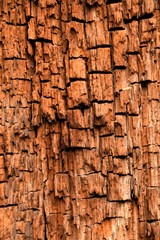 Tree bark texture