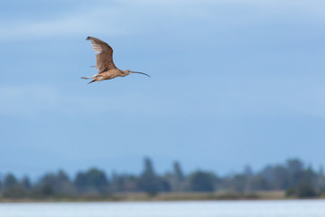 Long billed curlew