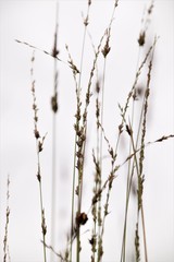 Wild grass selective focus against the sky in blurred background