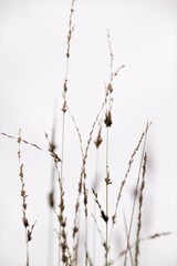 Wild grass selective focus against the sky in blurred background