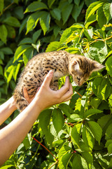Savannah kitten F1 on a background of green foliage