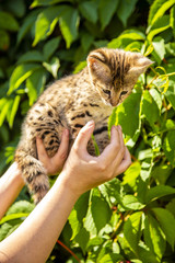 Savannah kitten F1 on a background of green foliage