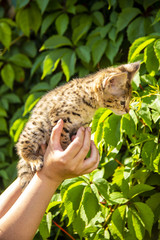 Savannah kitten F1 on a background of green foliage