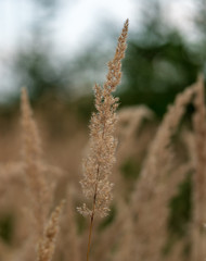 Fototapeta premium Trockenes Gras