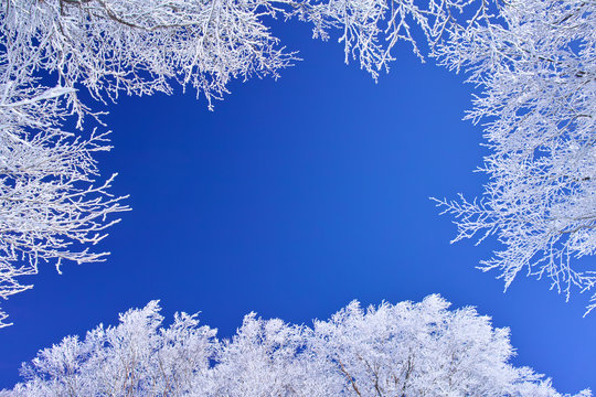 冬 樹木 Images Browse 27 198 Stock Photos Vectors And Video Adobe Stock