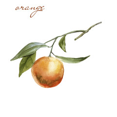 Branch with oranges. Isolated on white background. 