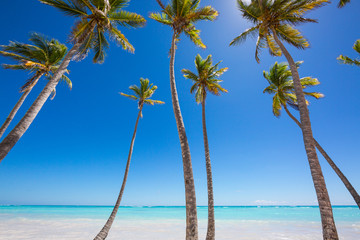 Tall palm trees and azure water on the amazing beach