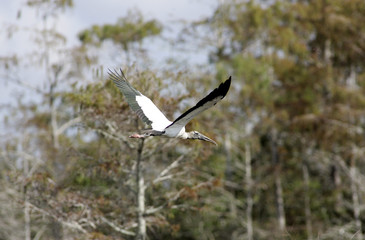Stork in Flight