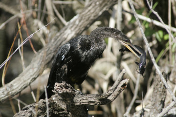 Anhinga eating fish